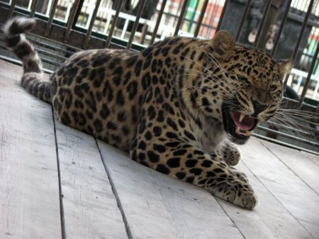Власти Северска планируют вынести зоопарк за территорию закрытой части города