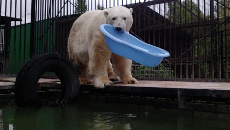 Северчане подарили мячики леопардам и детскую ванночку белому медведю