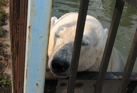 В зоопарке белый медведь Уд получит новую берлогу