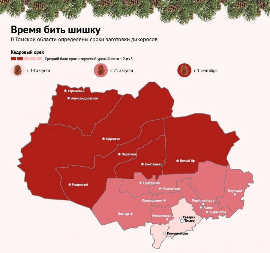 Сезон сбора кедровой шишки в Томской области начнется 14 августа