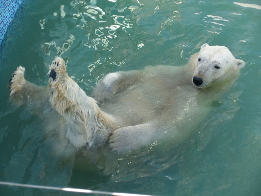 Самый взрослый белый медведь России из Северского зоопарка отмечает свой 32 день рождения