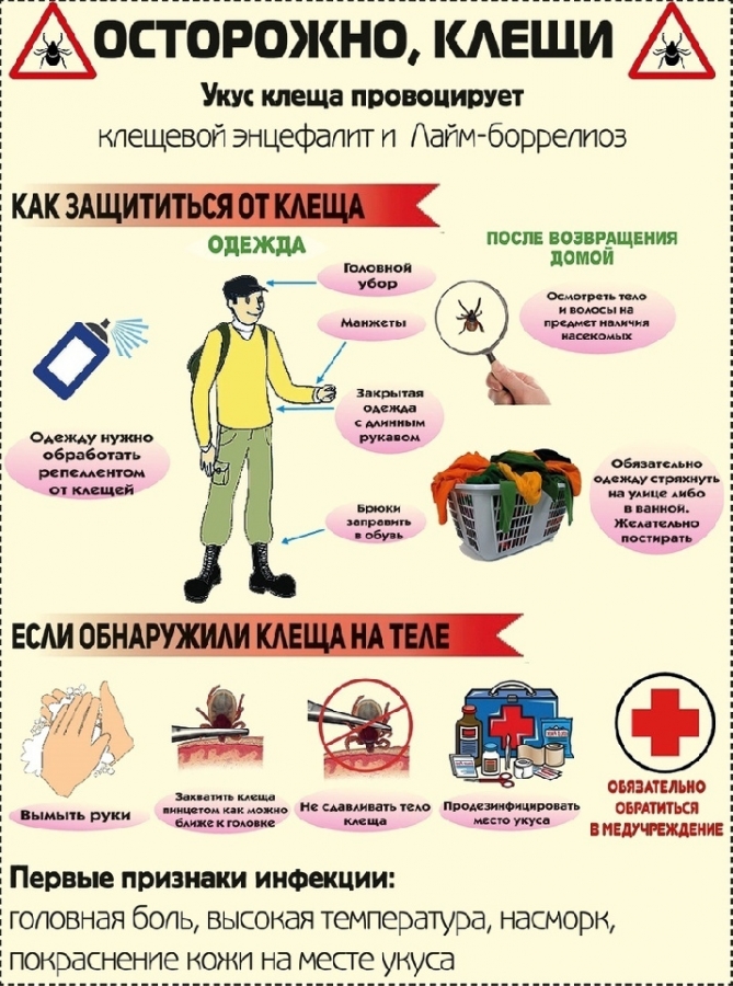 Осторожно клещи! Осторожно клещи!