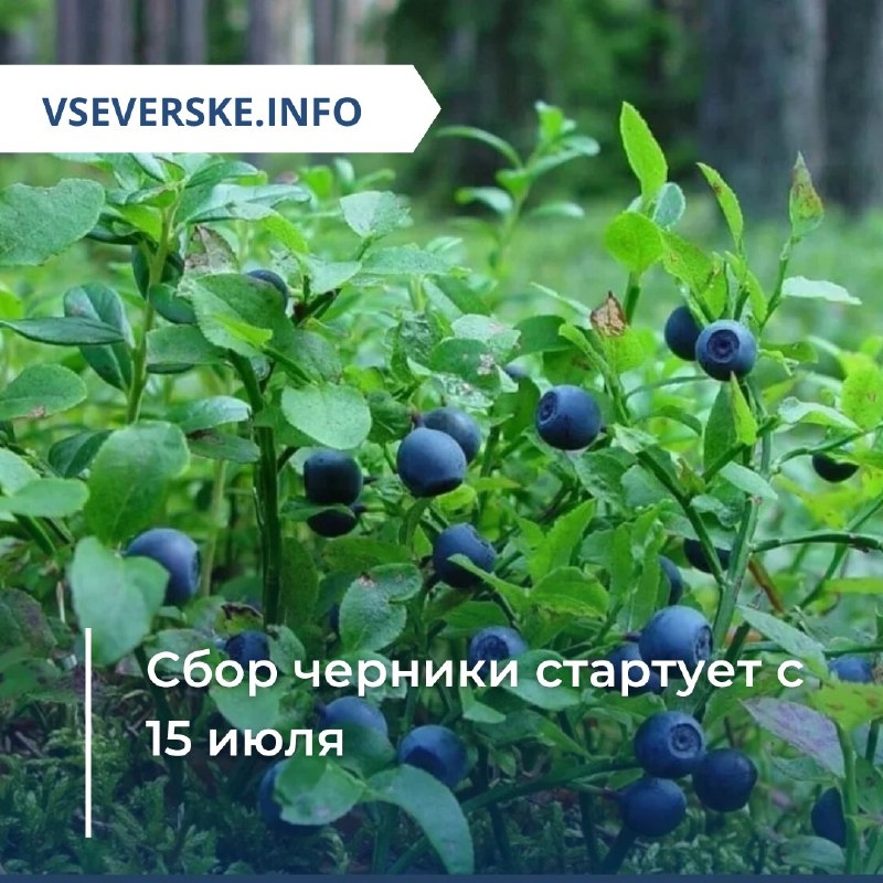 Сбор черники стартует с 15 июля Сбор черники стартует с 15 июля