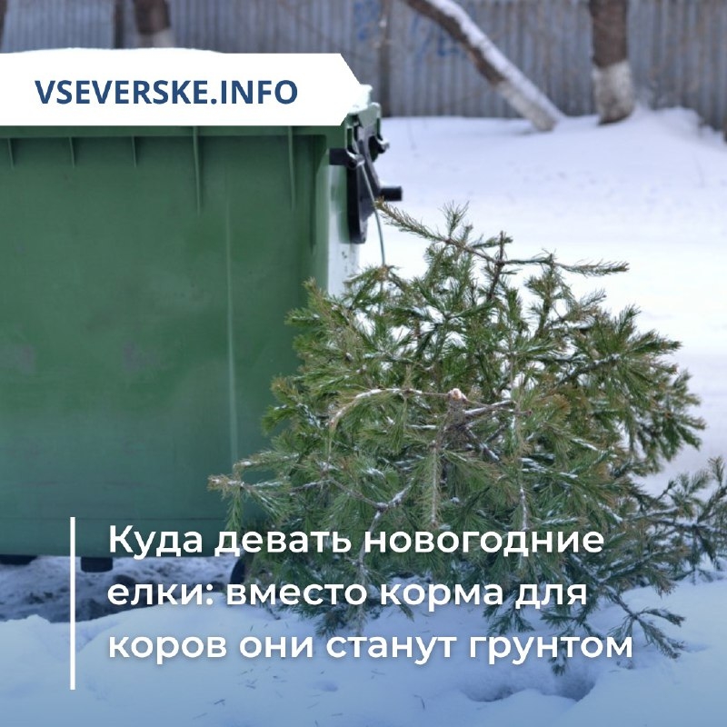 Куда девать новогодние елки: вместо корма для коров они станут грунтом Куда девать новогодние елки: вместо корма для коров они станут грунтом