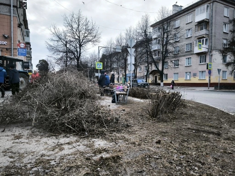 В городе начали обрезку кустов и деревьев В городе начали обрезку кустов и деревьев
